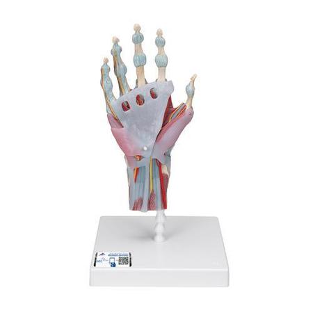 3B SCIENTIFIC Hand Skeleton Model - w/ 3B Smart Anatomy 1000358